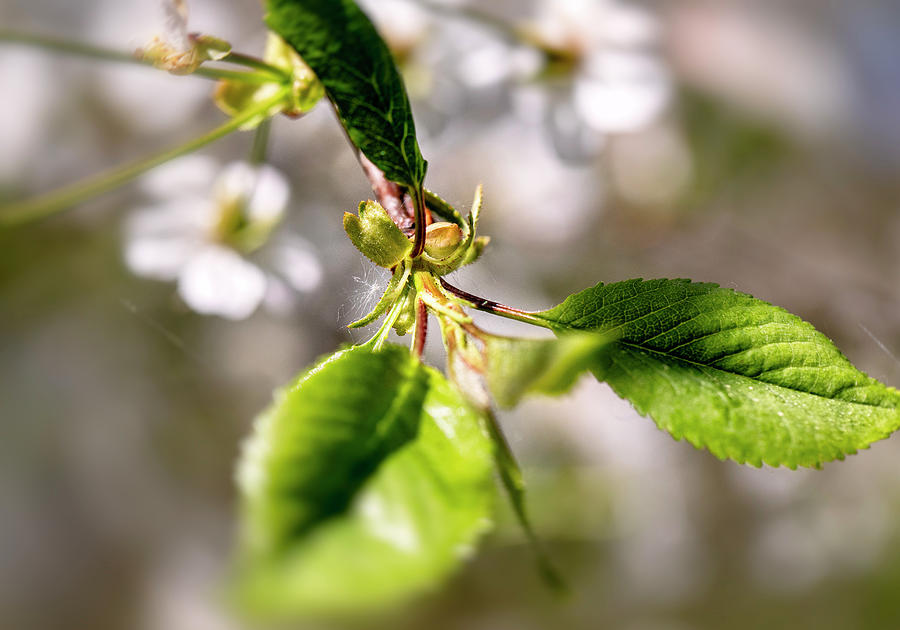Cherry Tree... by Aleksandrs Drozdovs Cherry Tree... by Aleksandrs Drozdovs