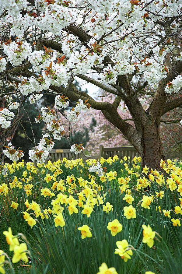 Cherry Tree And Daffodils In Park In Photograph by Liz Whitaker