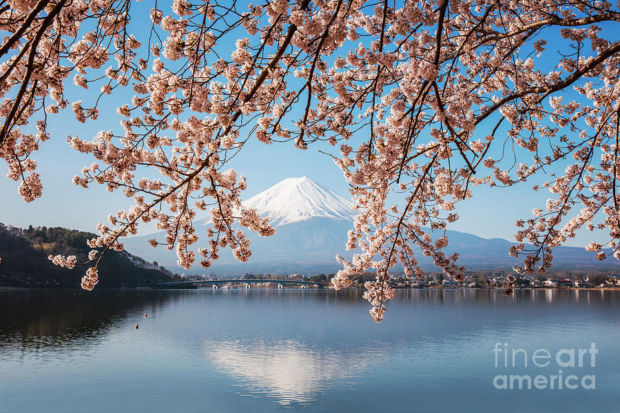 Cherry tree and Mt. Fuji reflected in lake, Japan Photograph by Matteo Colombo