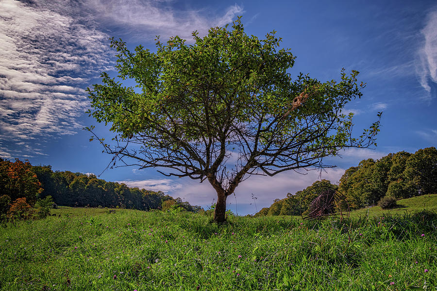 Tree Photograph - Cherry Tree at Cloudland Farm by Rick Berk