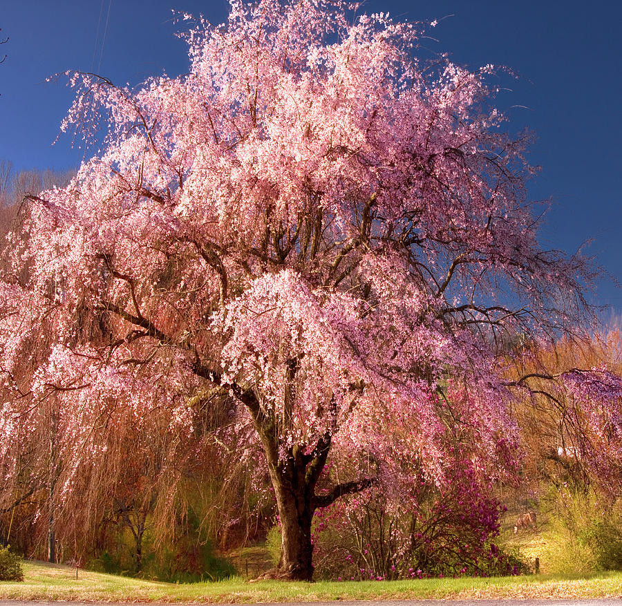 Cherry Tree Blooming In Spring Photograph by Anne Strickland Fine Art Photography