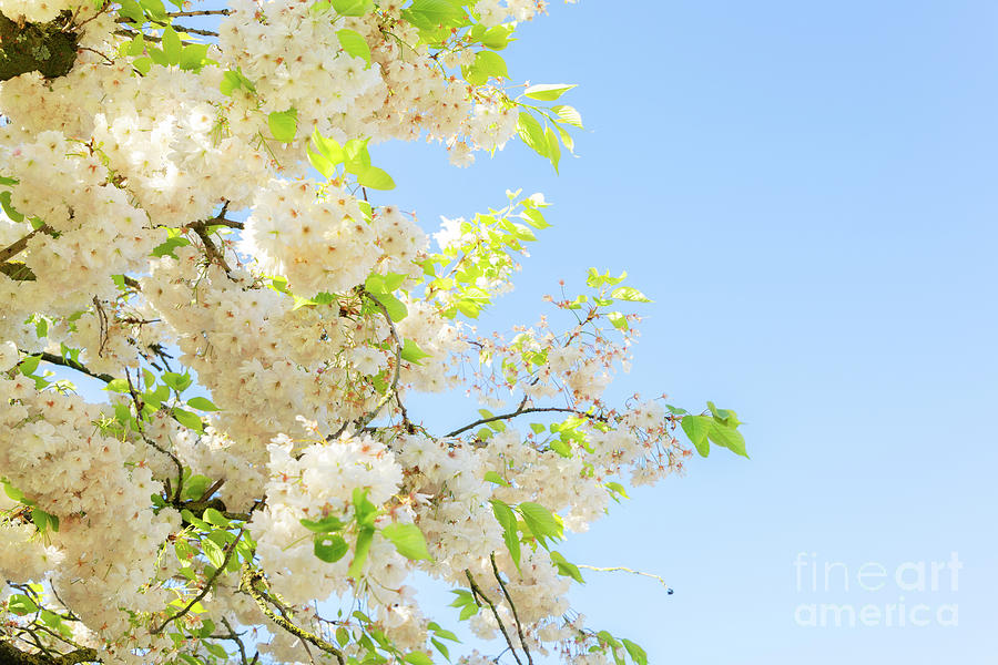Cherry tree blossom Photograph by Anastasy Yarmolovich