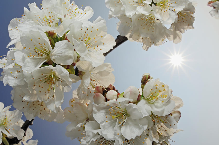 Cherry Tree Blossom, Backlit By Sun Photograph by Martin Ruegner