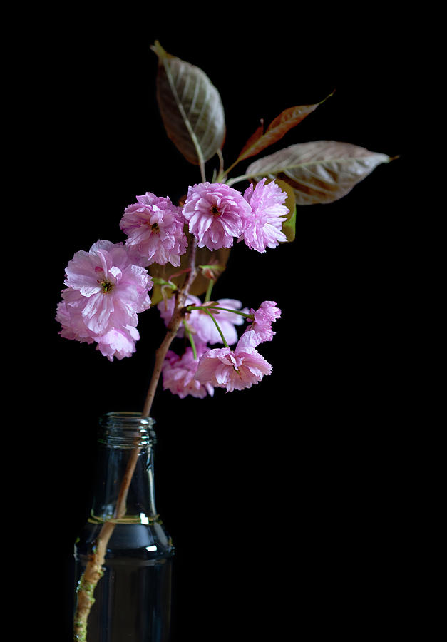 Cherry Tree Blossom In A Bottle Photograph by Photography By Alex Brunsdon