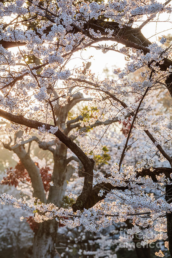 Cherry tree blossoms, Japan Photograph by Matteo Colombo