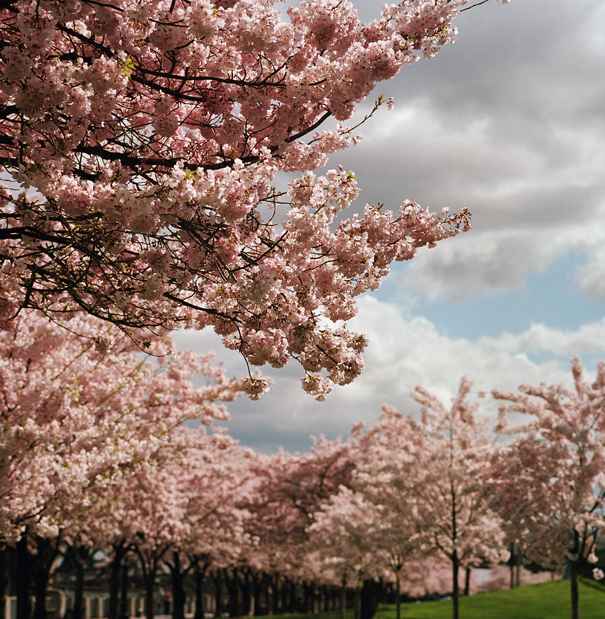 Cherry Tree Blossoms On Partly Cloudy Photograph by Danielle D. Hughson