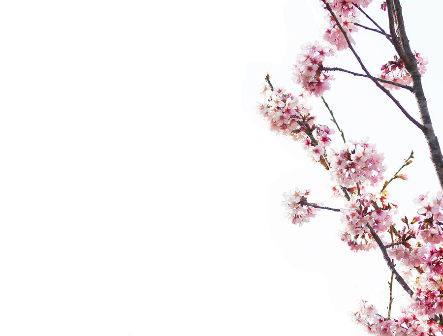 Cherry Tree Blossoms Photograph