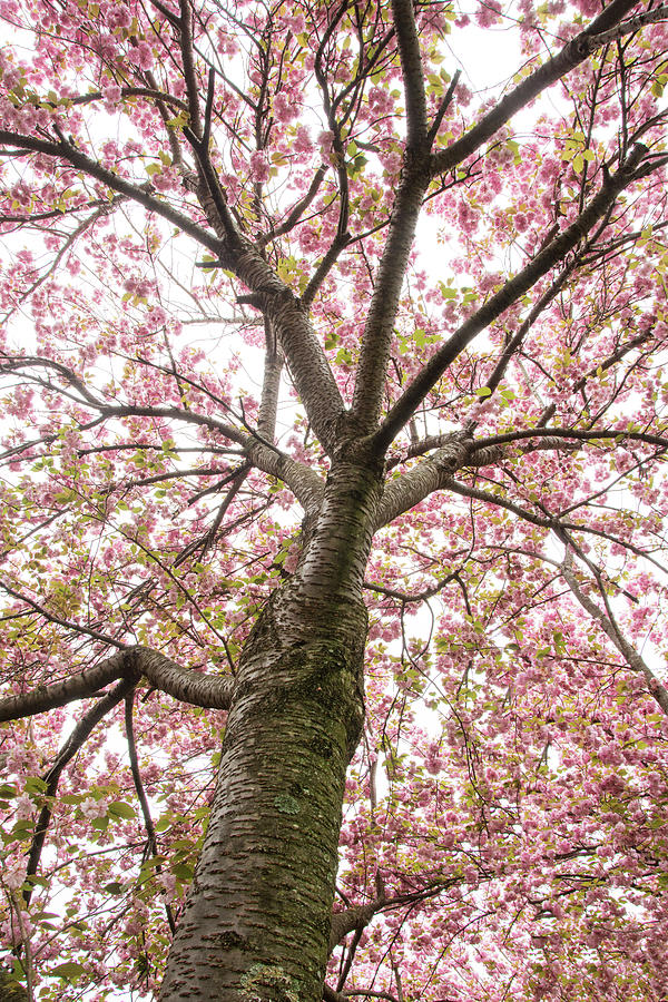 Cherry Tree Photograph by Eleanor Bortnick