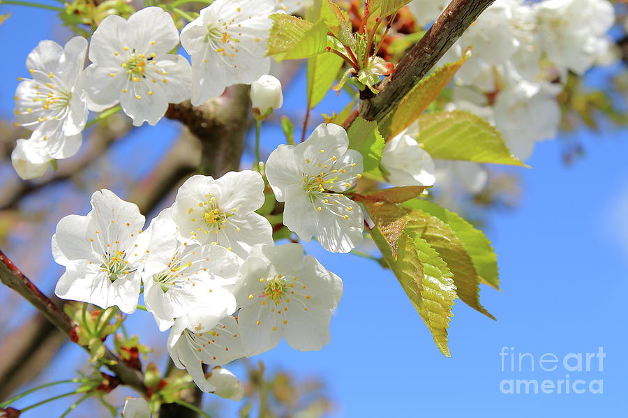 Cherry tree flower Photograph by Gregory DUBUS - Fine Art America