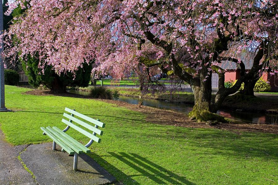 Cherry Tree In A Park, Portland Photograph by Design Pics/craig Tuttle