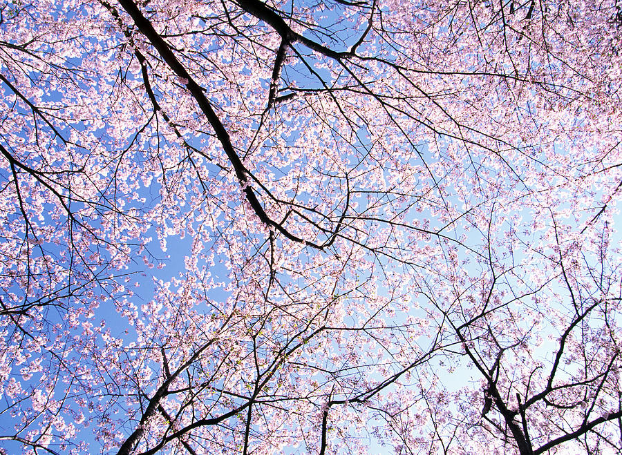 Cherry Tree Of Full Bloom Photograph by Ooyoo