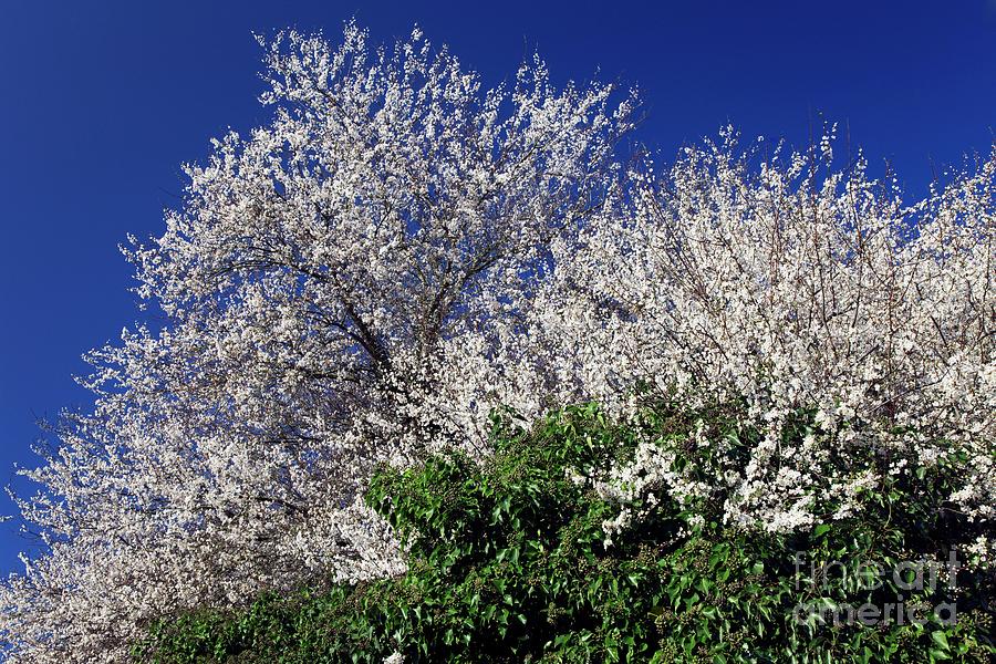 Cherry Tree (prunus Sp.) Photograph by Dr Keith Wheeler/science Photo Library