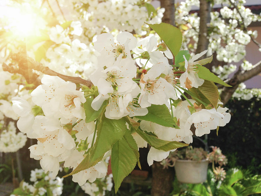 Cherry Tree With Blossom Photograph by Franckreporter Cherry Tree With Blossom Photograph by Franckreporter