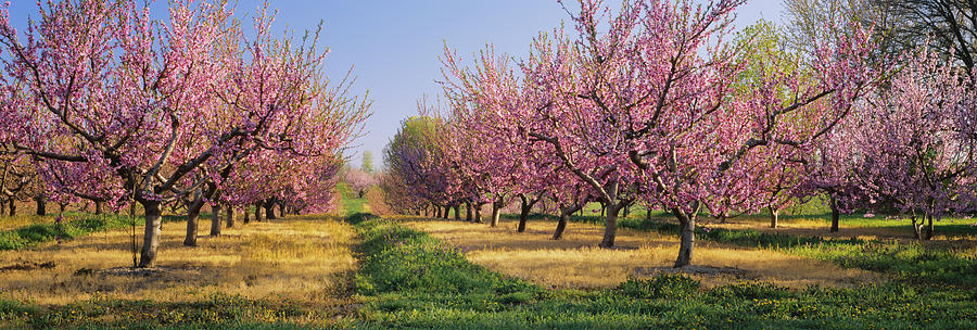 Cherry Trees In An Orchard, South Photograph by Panoramic Images