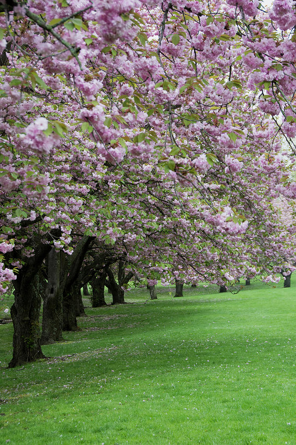 Cherry Trees in Bloom Photograph by Eleanor Bortnick
