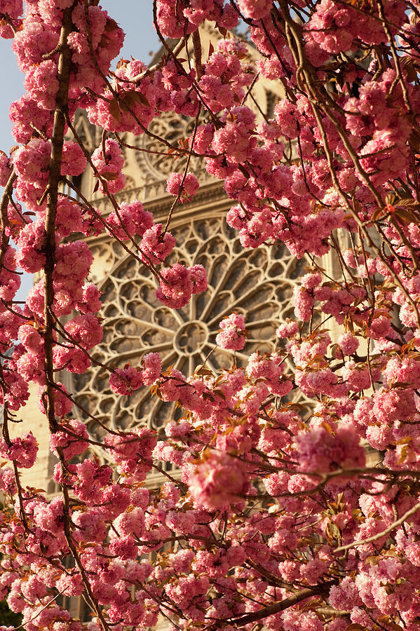 Cherry Trees In Bloom Near Notre Dame Photograph by Owen Franken