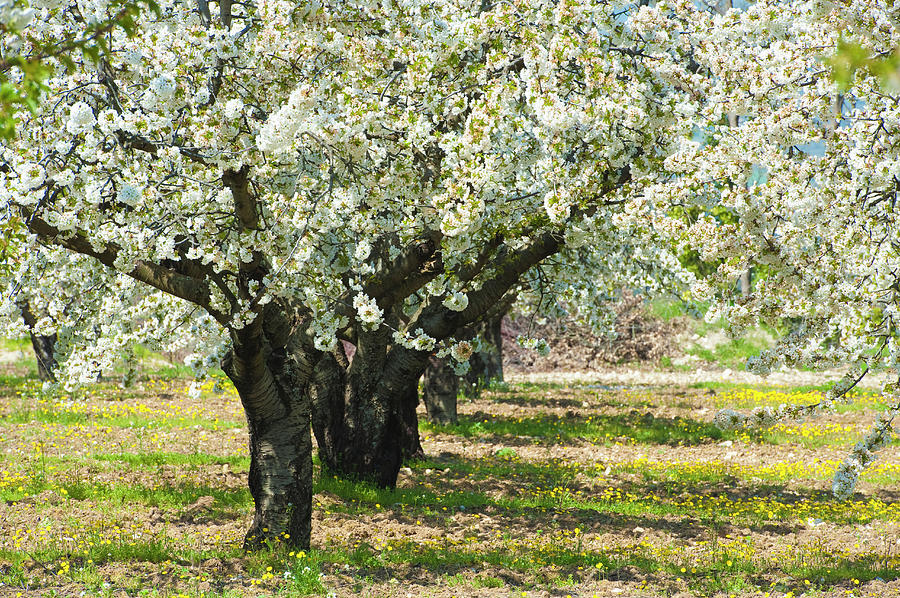 Cherry Trees In Spring, Provence, France Photograph by Jean-pierre Pieuchot