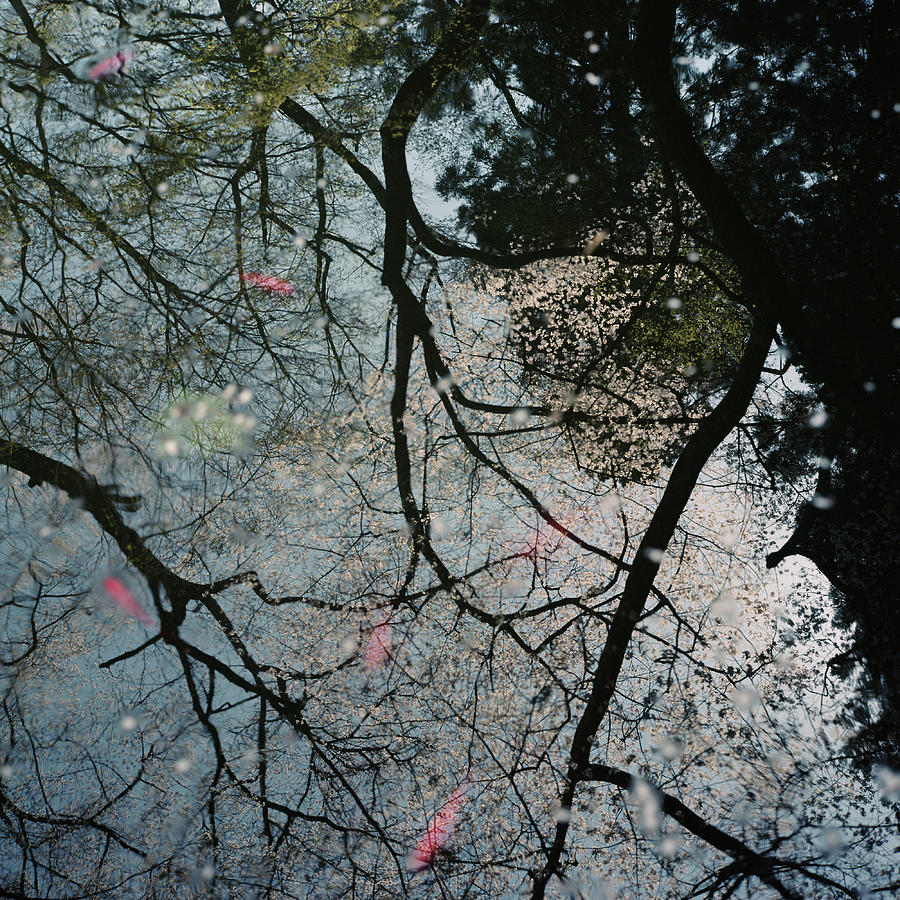 Cherry Trees Reflected In The Water Photograph by Mitsuko Nagone