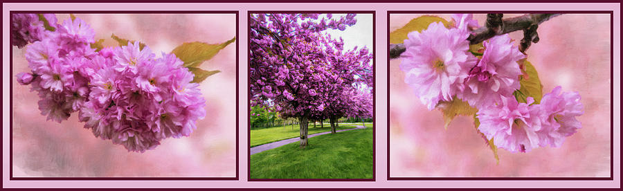 Cherry Trees -Triptych Horizontal Photograph by Leslie Montgomery