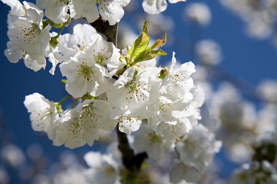 Cherry Trees With Flowers Digital Art by Sandra Raccanello - Fine Art ...