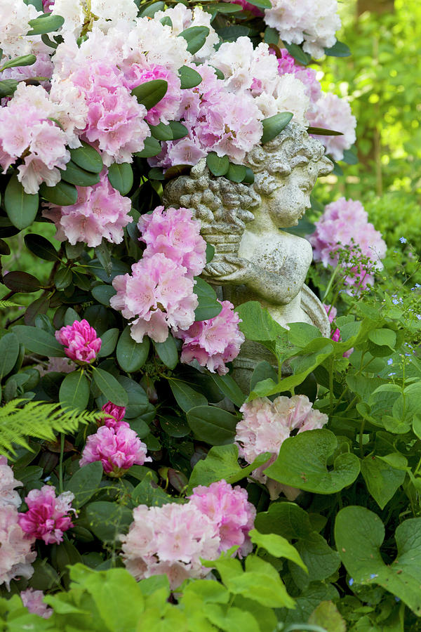 Cherub Holding Basket Of Grapes Amongst Flowering Rhododendrons Photograph by Angela Francisca Endress