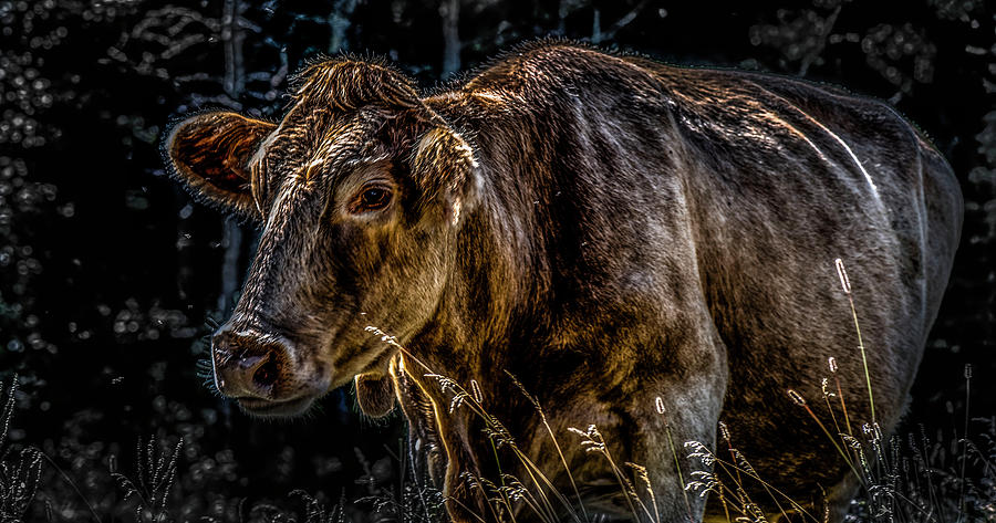 Cheryl Cow by Jerald Blackstock Cheryl Cow by Jerald Blackstock