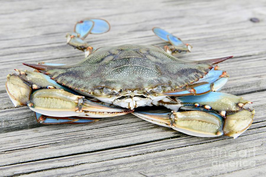 Chesapeake Bay Blue Crab Photograph