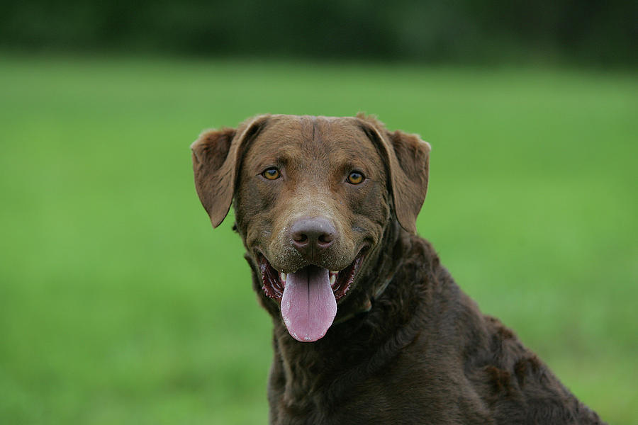 Chesapeake Bay Retriever 09 Photograph by Bob Langrish