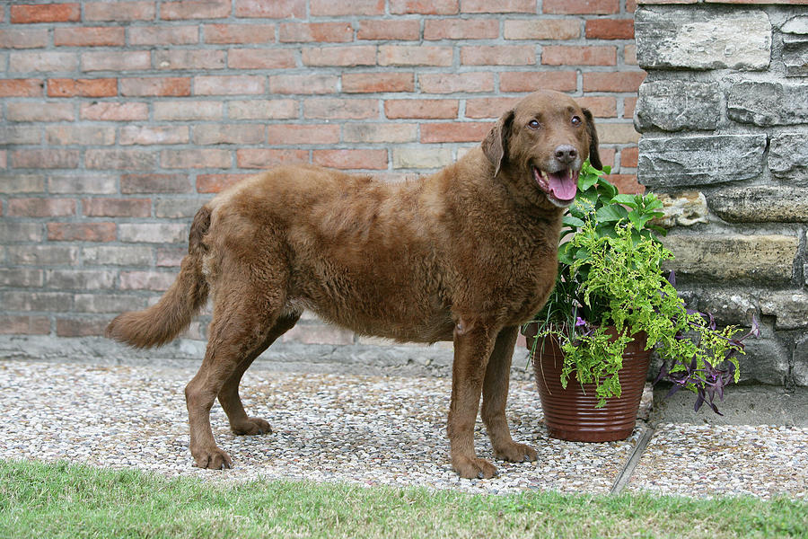 Long haired chesapeake bay 2024 retriever