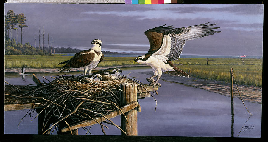 Animal Painting - Chesapeake Treasurers - Osprey by Wilhelm Goebel