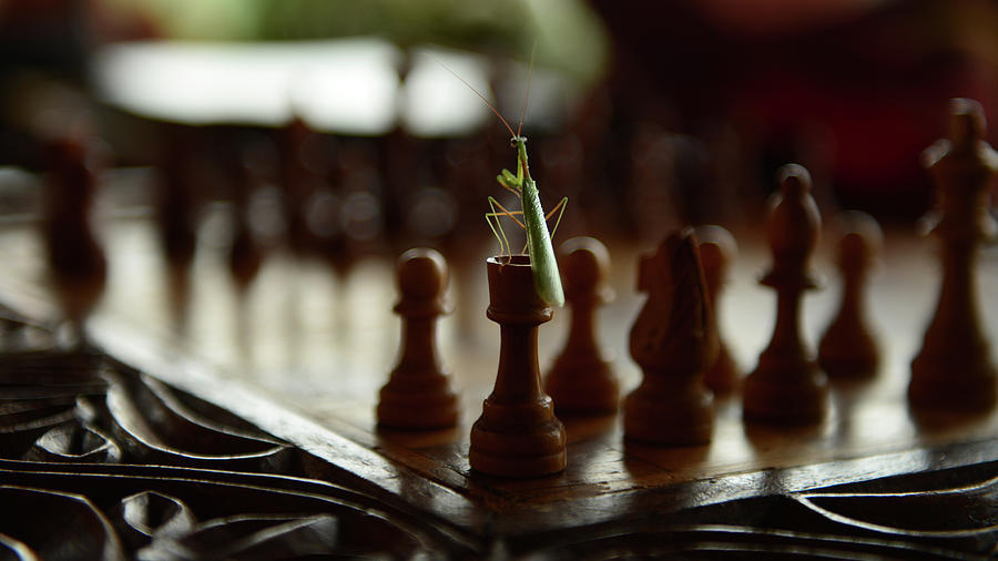 Chessmentis Photograph by Mario Eder