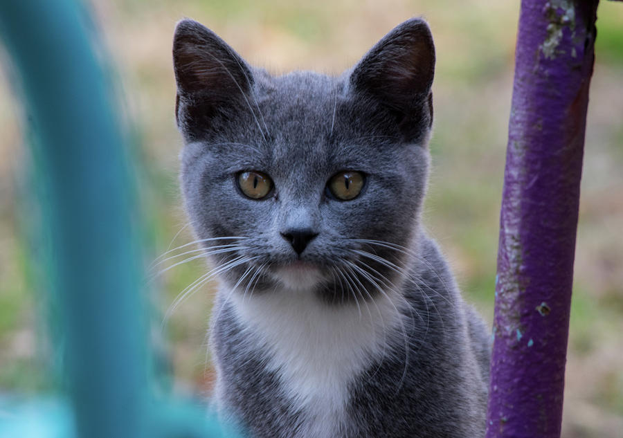 Chester cat by Buddy Scott Chester cat by Buddy Scott