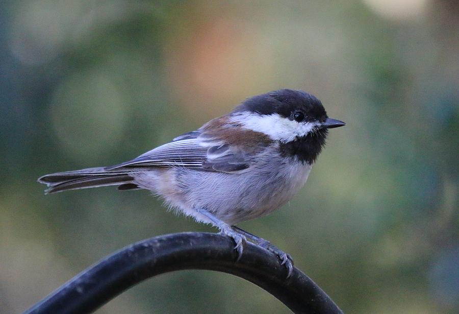 Chestnut-Backed Chickadee by Christy Pooschke Chestnut-Backed Chickadee by Christy Pooschke