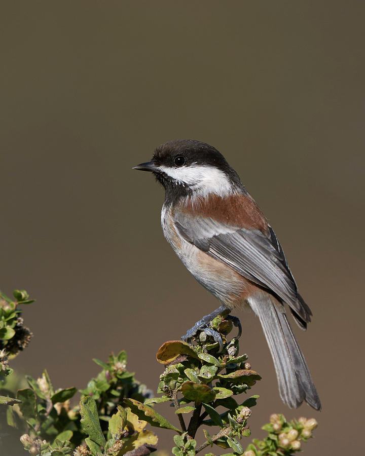 Chestnut-backed Chickadee, Marin County California by Doug Herr Chestnut-backed Chickadee, Marin County California by Doug Herr