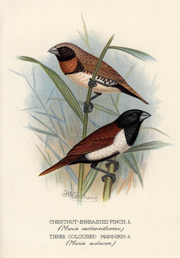 Chestnut-breasted munia.., by Frederick William Frohawk Foreign Finches in Captivity, , 1899. Painting by Album