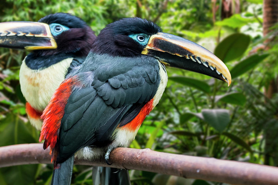Chestnut-eared Aracari Photograph by Arterra Picture Library