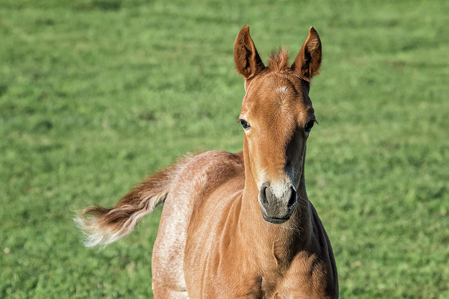 Chestnut Filly by Belinda Greb Chestnut Filly by Belinda Greb