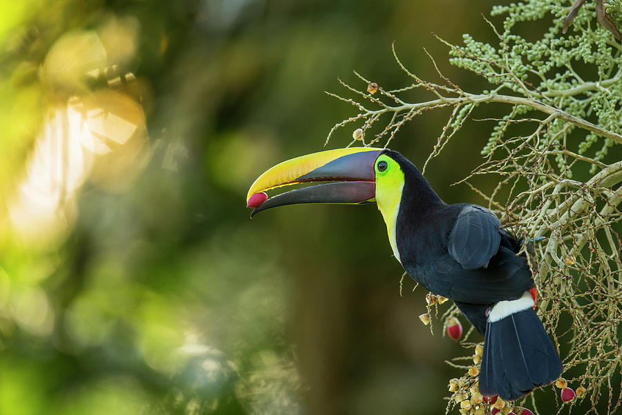Chestnut-mandibled Toucan Feeding On Palm Fruit Photograph by Sebastian Kennerknecht