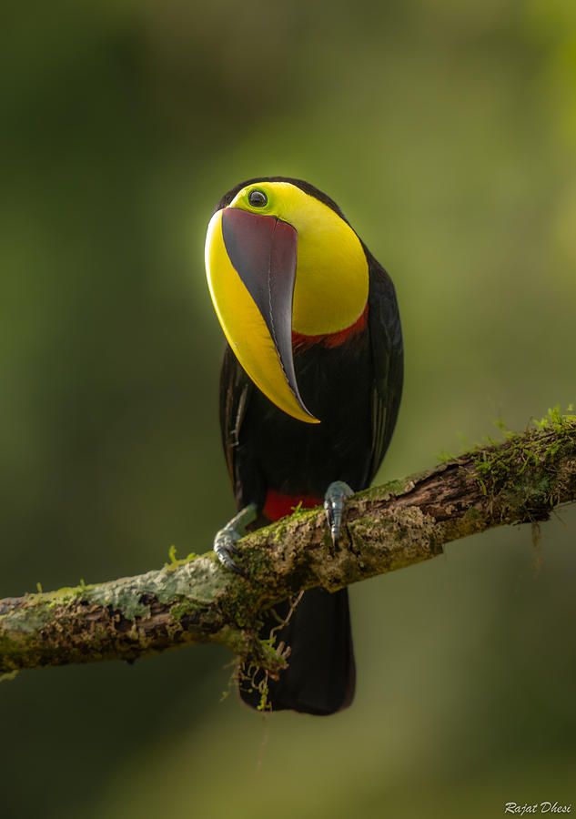 Toucan Photograph - Chestnut Mandibled Toucan by Rajat Dhesi