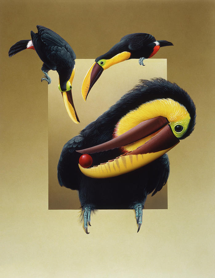 Toucan Painting - Chestnut-mandibled Toucans by Harro Maass