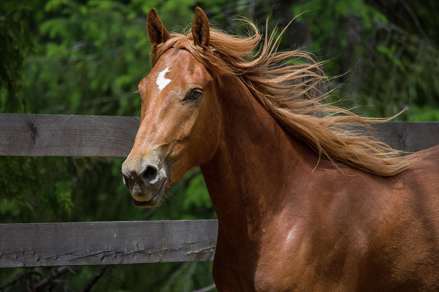 Chestnut Mare Photograph by Patricia Teel