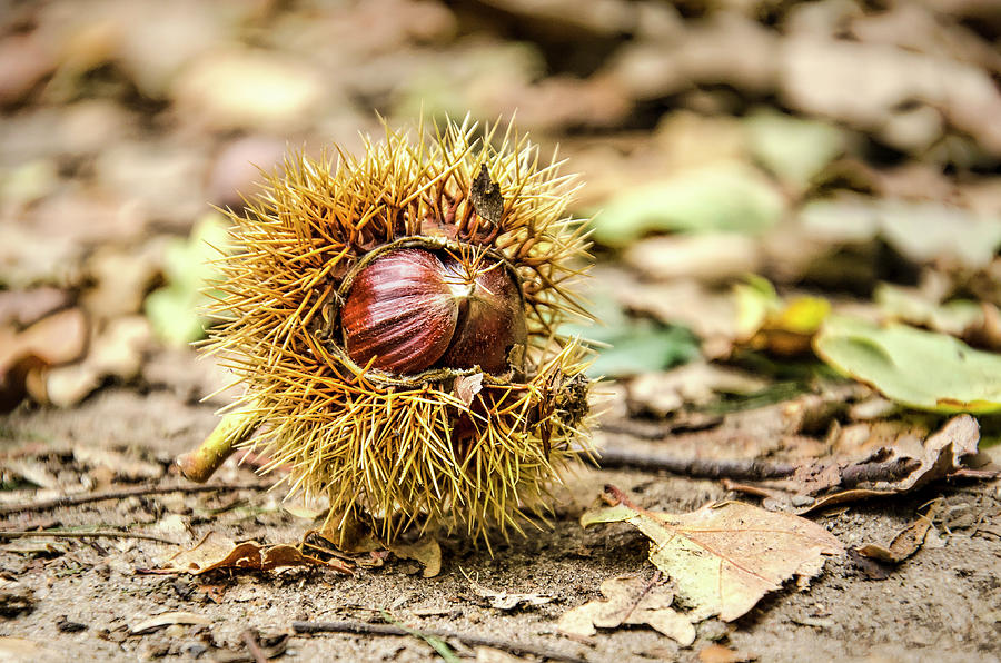 Chestnut on a forest path Photograph by Frans Blok