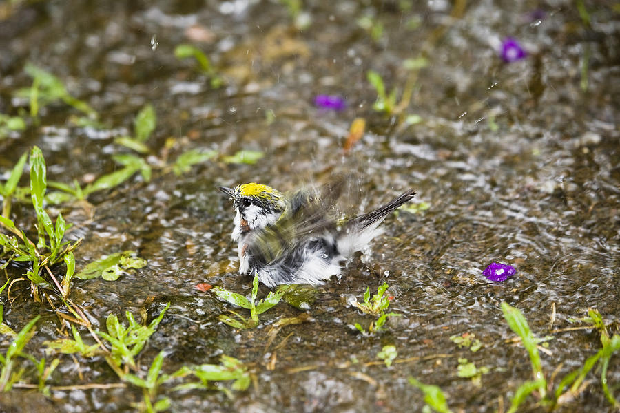Chestnut Sided Warbler Bathing, Dendroica Pensylvanica, Braulio Carrillo National Park, Costa Rica, Central America Photograph by Konrad Wothe