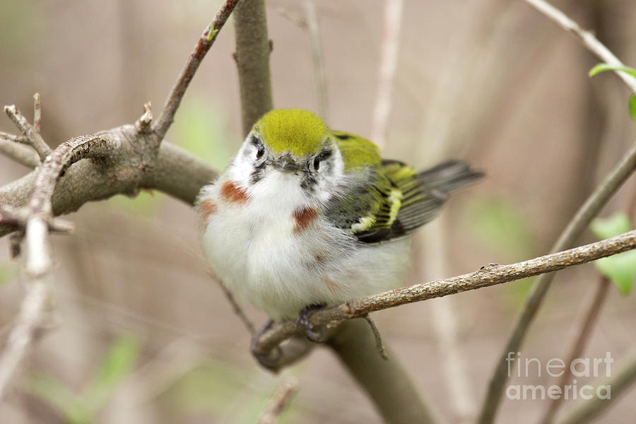 Chestnut Sided Warbler Series 2 Photograph by Jeannette Hunt