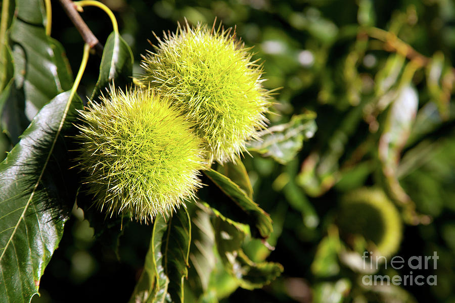 Chestnuts Photograph