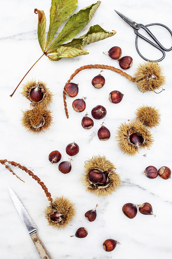 Chestnuts On A Marble Background Photograph by Rika Manabe Photography