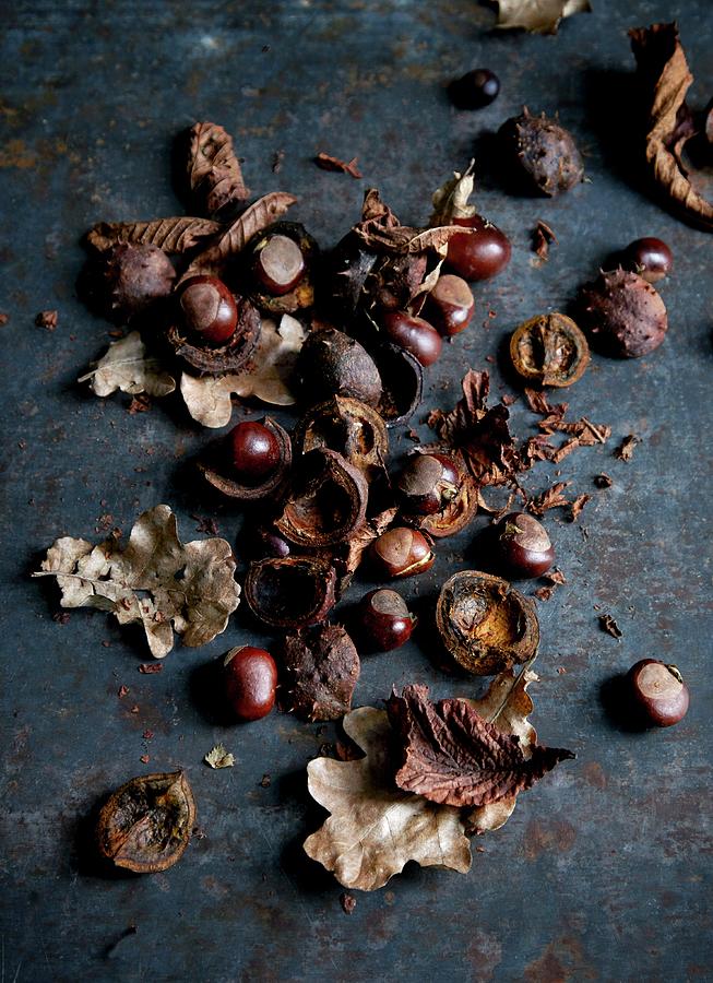Chestnuts With Autumn Leaves Photograph by Aina C. Hole