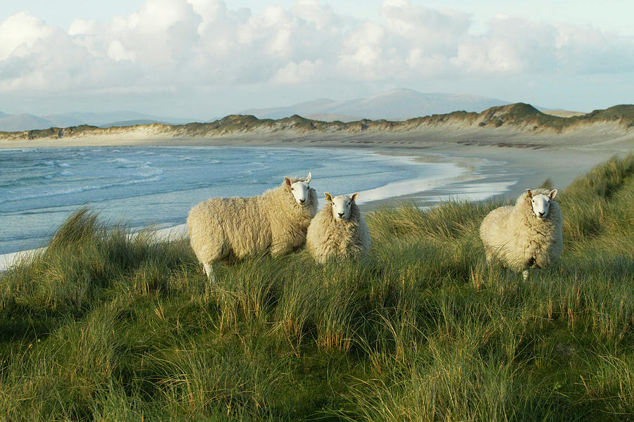 Cheviot Sheep Grazing Eroding Machair At Front Of Sand Photograph by David Woodfall / Naturepl.com Cheviot Sheep Grazing Eroding Machair At Front Of Sand Photograph by David Woodfall / Naturepl.com