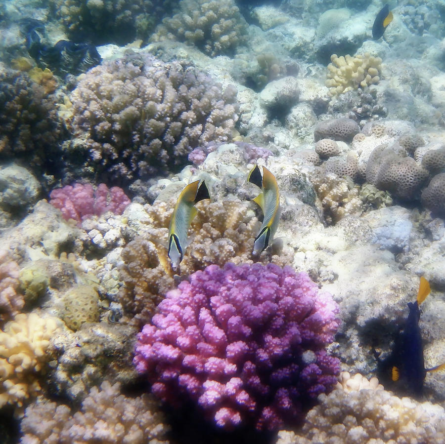 Chevron Butterflyfish And Colorful Corals Photograph by Johanna Hurmerinta