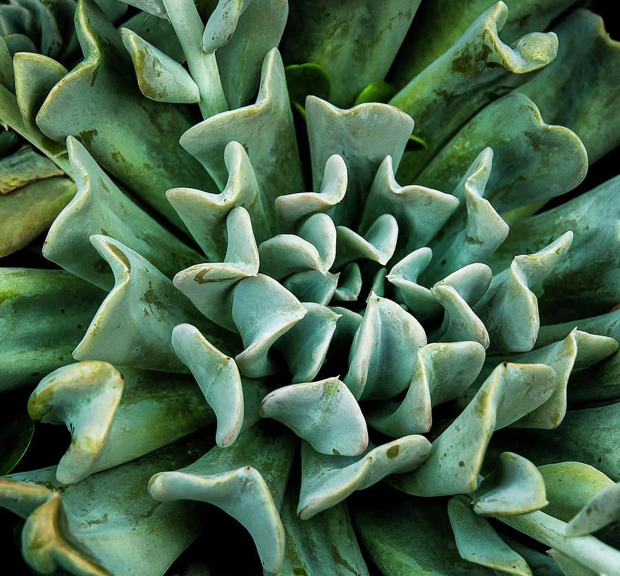 Chevron Succulent Photograph by Ginger Stein